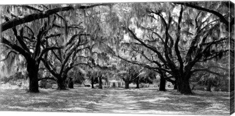 Framed Avenue of Oaks, South Carolina Print