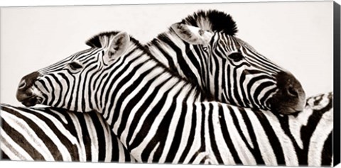 Framed Zebras in Love Print