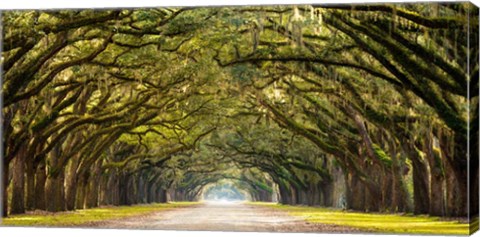 Framed Path Lined with Oak Trees Print