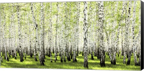 Framed Birch Forest in Spring Print