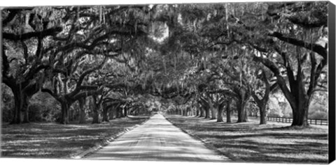 Framed Tree Lined Plantation Entrance,  South Carolina Print