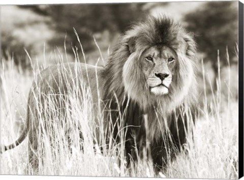 Framed Male Lion Print