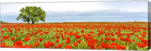 Framed Tree in a Poppy Field 1 Print