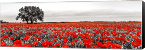 Framed Tree in a Poppy Field 2 Print