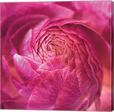 Framed Ranunculus Abstract II Color Print