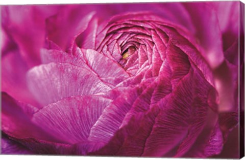 Framed Ranunculus Abstract V Color Print