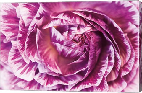 Framed Ranunculus Abstract VI Color Print