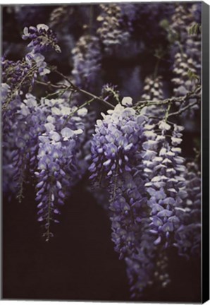 Framed Wisteria Cascade II Print