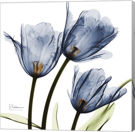 Framed New Blue Tulips C54 Print