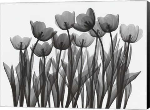 Framed Tulip Exposures Print