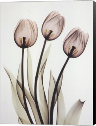 Framed Tulips Print