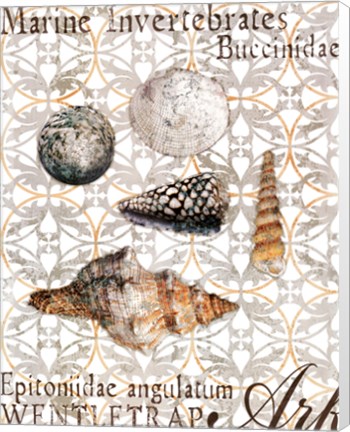 Framed Elegant Shells I Print