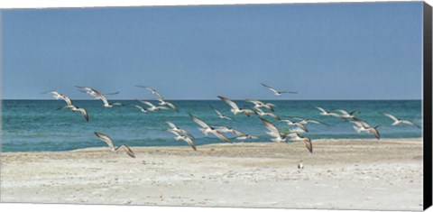 Framed Beach Skimmers Print