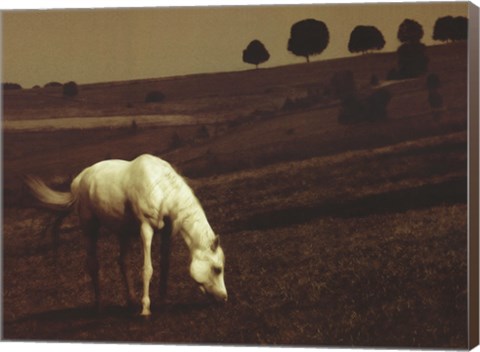 Framed White Horse Print