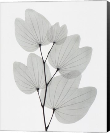 Framed Orchid Tree Print