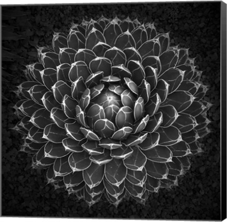 Framed Agave Victoria Print