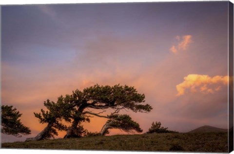 Framed Peaceful Tree Print