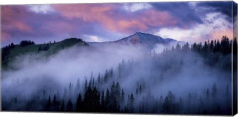 Framed Evergreens Fog Print