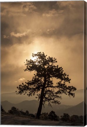 Framed Tree Silhouette Print
