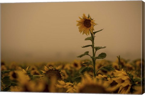 Framed Sunflowers Fog Print