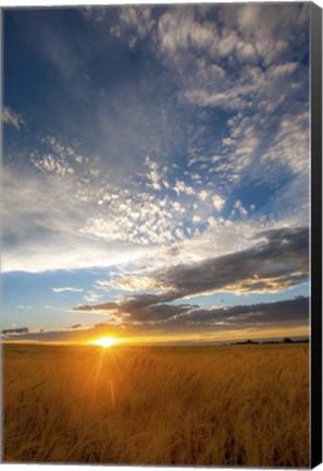 Framed Wheat Field Sunset Print