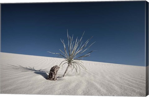 Framed Palm on the Dune Print