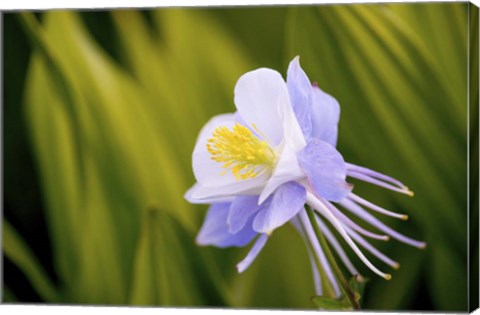 Framed Flower Print