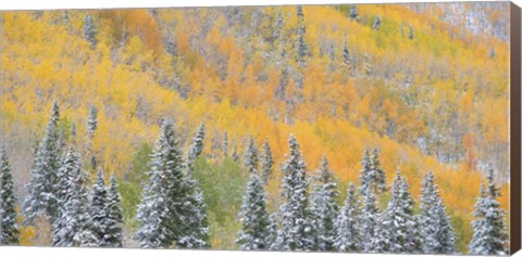 Framed Aspens and Evergreens Print