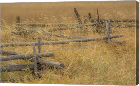 Framed Grazing Fence Print