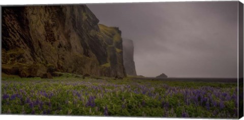Framed Lupins Cliffs Print