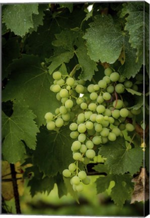 Framed Grapes Print