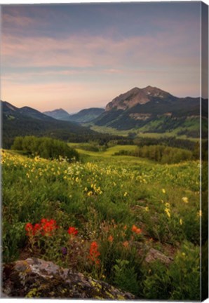 Framed Wild Flowers I Print