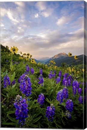 Framed Wild Flowers II Print