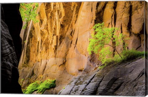 Framed Tree on Edge of Cliff Print