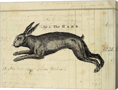 Framed Hare Print