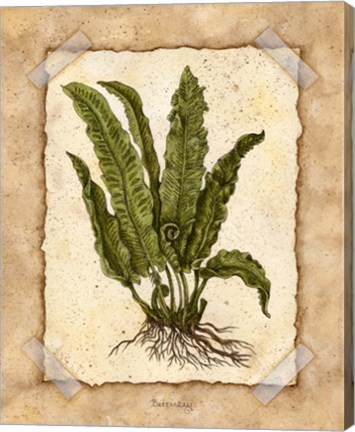Framed Fern 3 Print