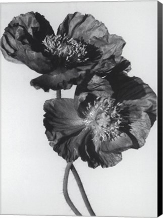 Framed Pair Of Black Poppies Print