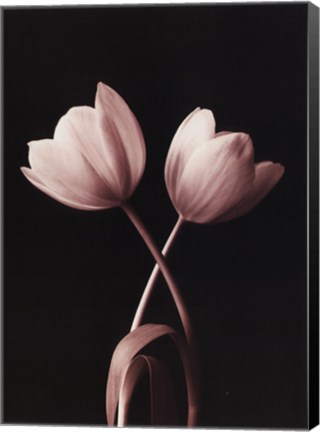 Framed Blush Tulip I Print