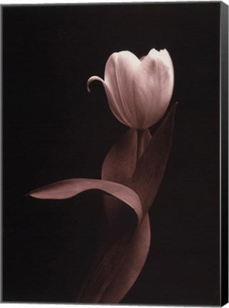 Framed Blush Tulip Iii Print