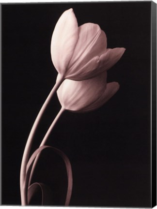 Framed Blush Tulip III Print