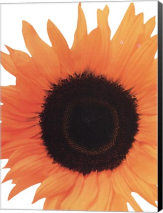 Framed Sunflower In Bloom Print