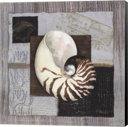 Framed Westport Nautilus Print