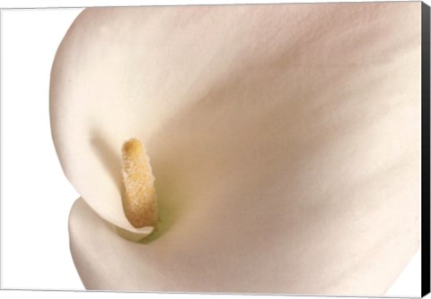 Framed Calla Lily In Bloom Print