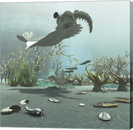 Framed Animals And Floral Life From The Burgess Shale Formation Of The Cambrian Period Print