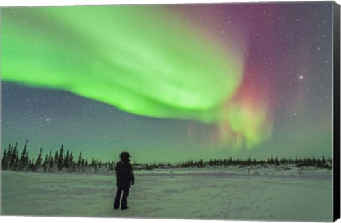 Framed Aurora borealis with Vega and Arcturus Stars, Manitoba, Canada Print