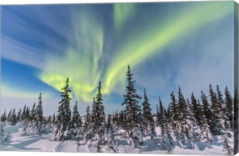 Framed Aurora borealis over the Trees in Churchill, Manitoba, Canada Print