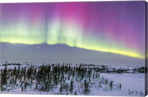 Framed Pink Aurora over boreal forest in Canada Print