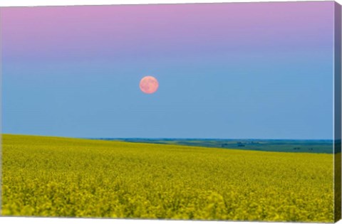 Framed Supermoon rising above a canola field in southern Alberta, Canada Print