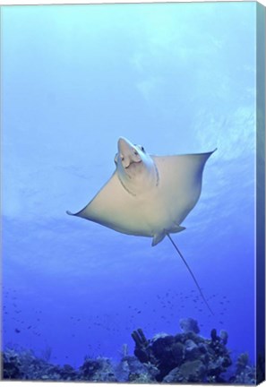 Framed Spotted Eagle Ray Glides over the Wall, Grand Cayman Print