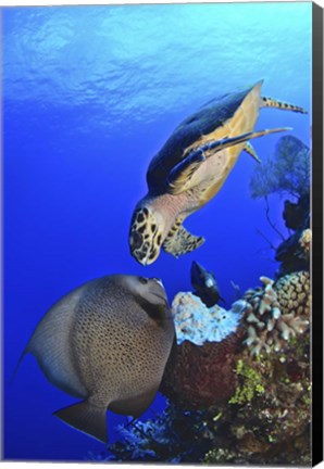 Framed Hawksbill Sea Turtle and Gray Angelfish Print